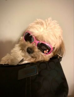 a small dog wearing sunglasses sitting in a black bag with polka dots on the side