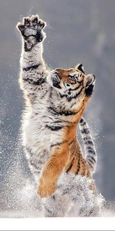 a tiger jumping up into the air with it's paws in the air,