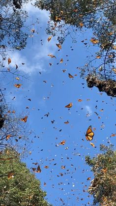 many butterflies flying in the air above trees