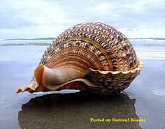 a large sea shell sitting on top of a wet sandy beach next to the ocean