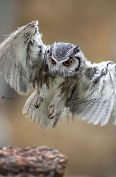 an owl is flapping its wings in the air