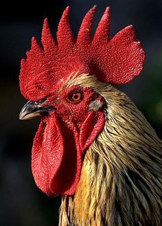 a close up of a rooster's head with red combs and orange eyes