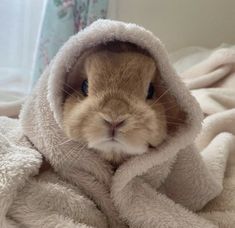 a brown and white rabbit wrapped in a blanket