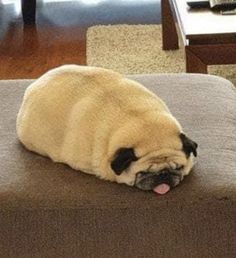 a pug dog laying on top of a couch in a living room next to a coffee table