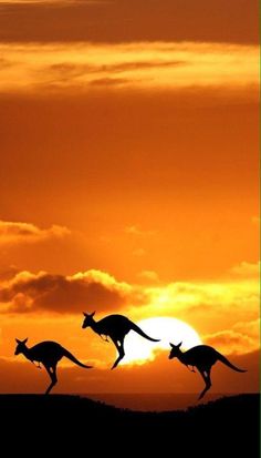 two kangaroos are running in front of the setting sun