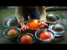 a person is placing tomatoes in bowls on the ground with their hands and fingers over them