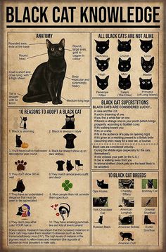 a black cat poster with instructions on how to use it