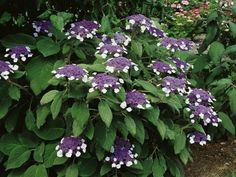 purple and white flowers are growing in the garden