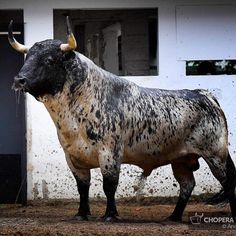 a black and white bull standing in front of a building with mud on it's face