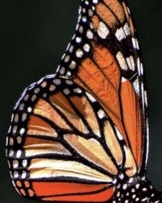 a close up of a butterfly flying in the air