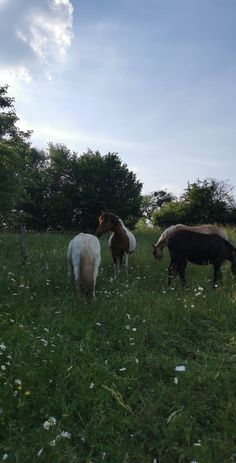 three horses grazing in the grass on a sunny day
