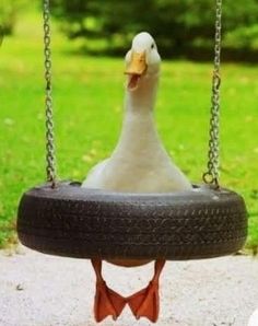 a duck is sitting on a tire swing