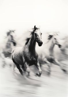 black and white photograph of horses running in the wild with motion blurry behind them