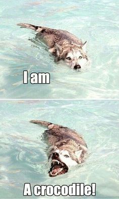 two pictures of a dog in the water with caption that says i am crocodile