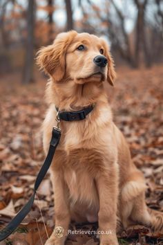 a golden retriever dog sitting in the leaves