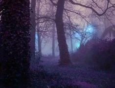 foggy night in the woods with trees and bushes on either side of house,