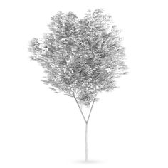 a black and white photo of a tree