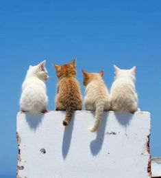 three kittens sitting on top of a white wall looking at the blue sky and water