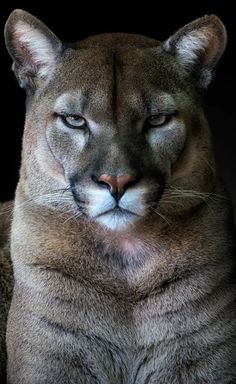 a close up of a puma looking at the camera with an intense look on its face