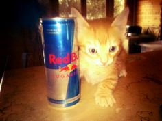 an orange cat sitting next to a red bull can