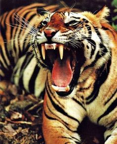 a tiger with its mouth open and it's teeth wide open while laying on the ground