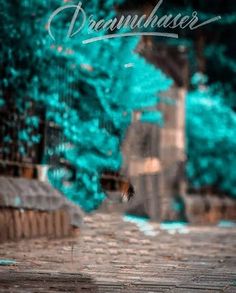 an umbrella is sitting on the ground in front of some trees and bushes with words drawn over it