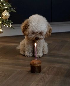 a dog sitting on the floor with a candle in its mouth