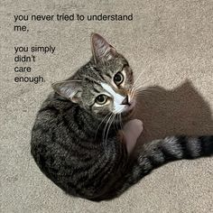 a cat is sitting on the floor and looking up at something that says, you never tried to understand me if you simply didn't care enough