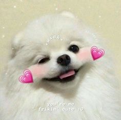 a small white dog with two pink hearts on it's nose and tongue sticking out