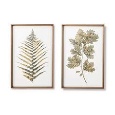 two framed botanical prints, one with a fern and the other with flowers on it