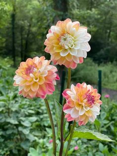 two large pink and yellow flowers in a garden