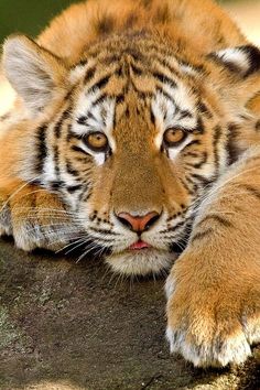 a close up of a tiger laying on a rock