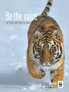 a tiger is walking through the snow in front of an advert for wildlife voice