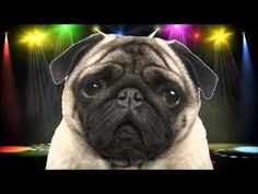 a pug dog looking at the camera with lights in the back ground behind him