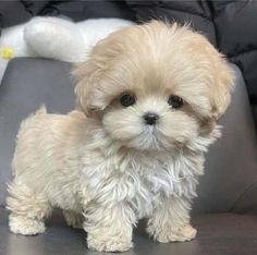 a small white dog sitting on top of a gray chair next to a stuffed animal