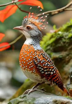 a bird with orange and white feathers sitting on top of a moss covered tree branch