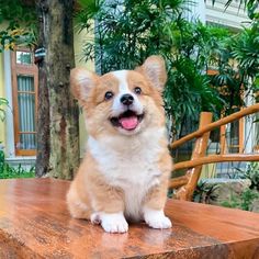 a small brown and white dog sitting on top of a wooden table next to a tree