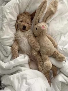 a dog and a stuffed animal are laying in bed