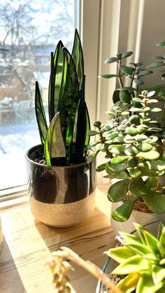 some plants are sitting on a window sill