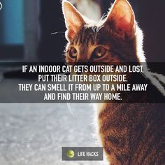 a cat looking at the camera with a caption that reads, if an indoor gets outside and lost, put their litter box outside they can smell it from up to a