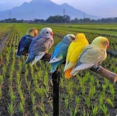 four colorful birds sitting on top of a wooden pole in the middle of a field