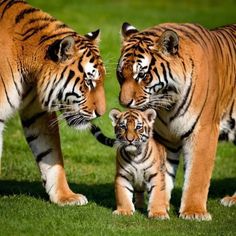two adult tigers and one baby tiger standing in the grass together, looking at each other