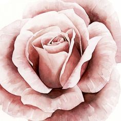 a painting of a pink rose on a white background