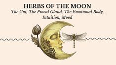 Herbs Medicine, Medical Astrology, Adaptogenic Herbs, Look At The Moon, Emotional Body, Natal Charts, Healing Herbs, A Mirror