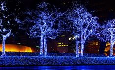 trees are lit up with blue lights at night
