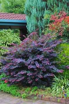 purple flowers are blooming in the garden next to trees and shrubbery, along with brick pavers