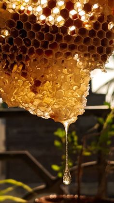 honeycombs hanging from the ceiling in a beehive