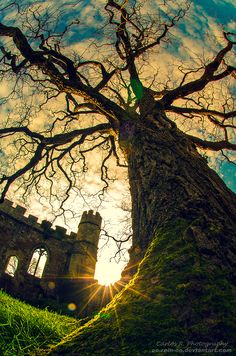 an old tree with no leaves in front of a castle