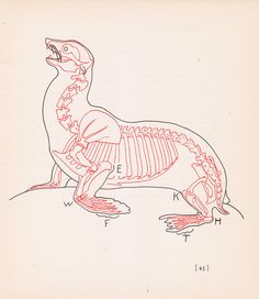 a drawing of a dinosaur skeleton with ribs and bones attached to it's back