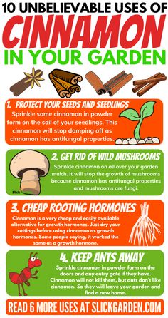 a poster with instructions on how to use cinnamon in your garden, including an image of the